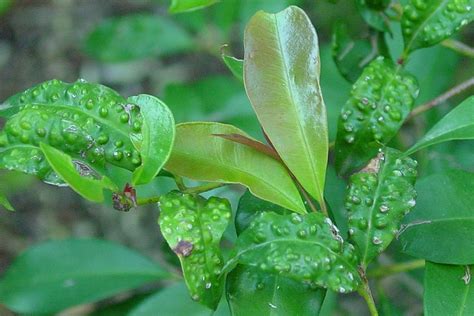 lilly pilly beetle spray|How to Deal With Lily Beetles 